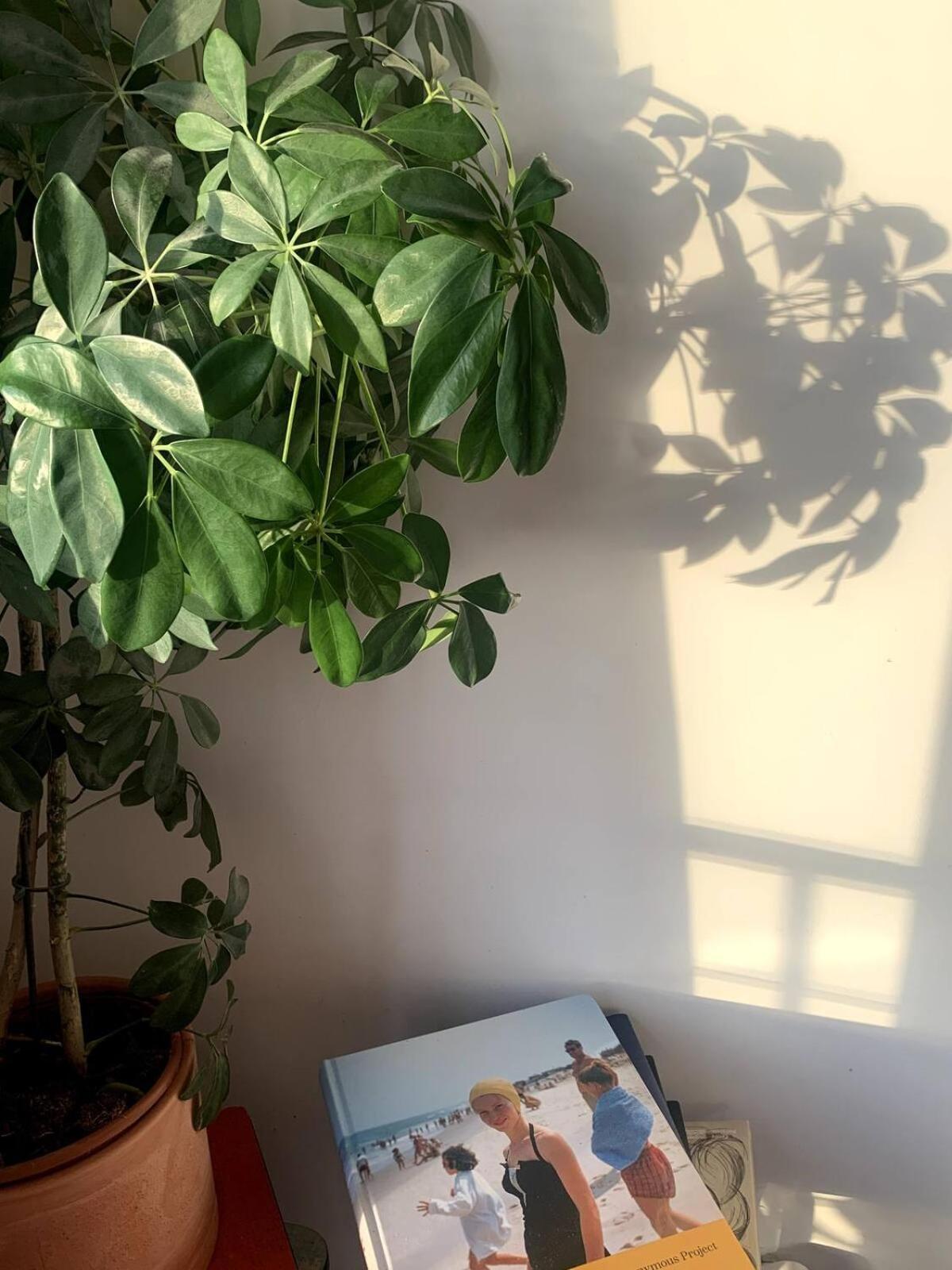 Appartement Avec Vue